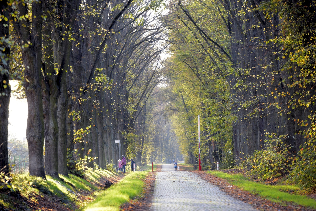 Eine Allee im Herbst, im Hintergrund Menschen beim Spazieren gehen.